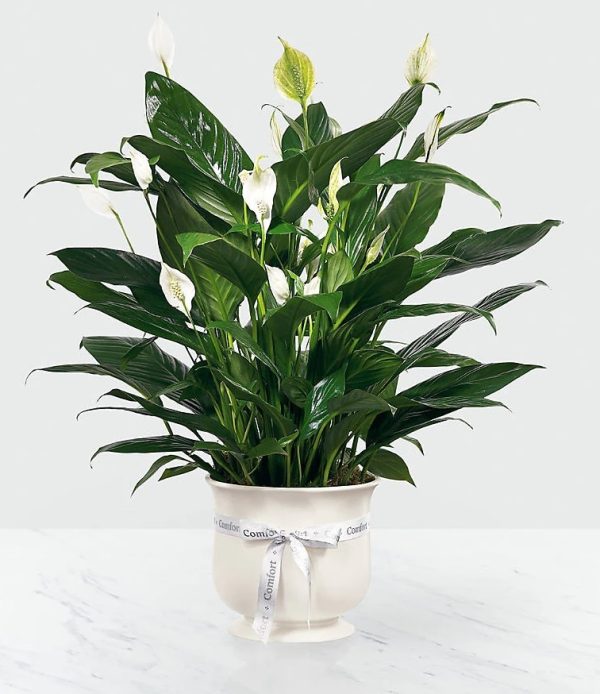Comfort Planter