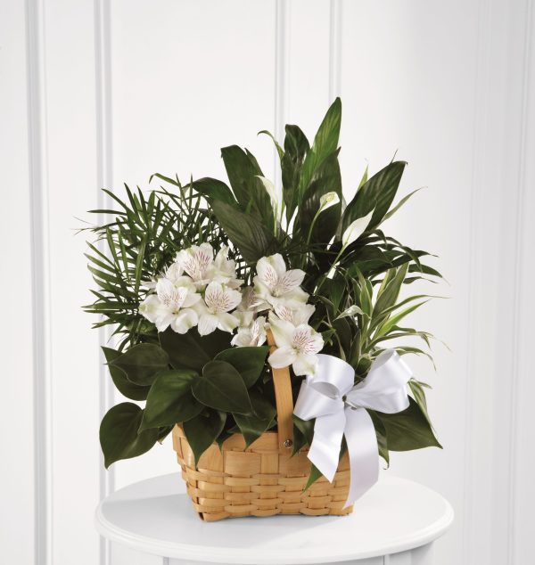 Peace & Serenity Dishgarden