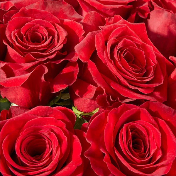 Red Rose Bouquet - Image 3